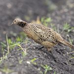 Fasan (Phasianus colchicus) Weibchen