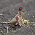 Fasan (Phasianus colchicus) Männchen