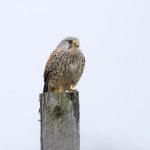 Turmfalke (Falco tinnunculus) Männchen