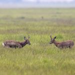 Rehböcke (Capreolus capreolus)