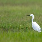 Silberreiher (Casmerodius albus)
