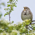 Grauammer (Emberiza calandra)