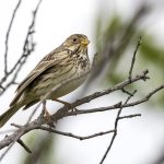 Grauammer (Emberiza calandra)