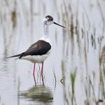 Stelzenläufer (Himantopus himantopus)