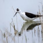 Stelzenläufer (Himantopus himantopus)