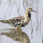 Kampfläufer (Philomachus pugnax) Männchen