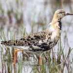 Kampfläufer (Philomachus pugnax) Männchen