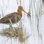 Uferschnepfe (Limosa limosa)