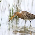 Uferschnepfe (Limosa limosa)