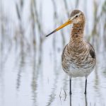Uferschnepfe (Limosa limosa)