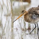 Uferschnepfe (Limosa limosa)