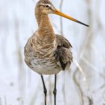 Uferschnepfe (Limosa limosa)