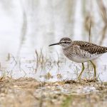 Bruchwasserläufer (Tringa glareola)