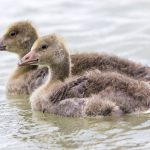 Graugänse (Anser anser) Küken