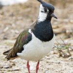 Kiebitz (Vanellus vanellus)