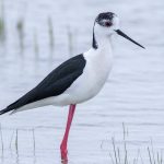 Stelzenläufer (Himantopus himantopus)