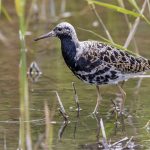 Kampfläufer (Philomachus pugnax) Männchen
