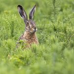 Feldhase (Lepus europaeus)