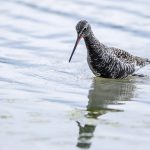 Dunkler Wasserläufer (Tringa erythropus)