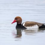 Kolbenente (Netta rufina) Männchen