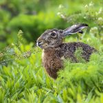 Feldhase (Lepus europaeus)
