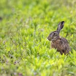 Feldhase (Lepus europaeus)