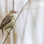 Schilfrohrsänger (Acrocephalus schoenobaenus)