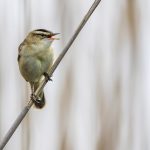 Schilfrohrsänger (Acrocephalus schoenobaenus)