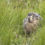 Feldhase (Lepus europaeus)