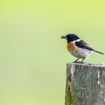 Schwarzkehlchen (Saxicola torquata) Männchen