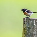 Schwarzkehlchen (Saxicola torquata) Männchen