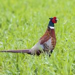 Fasan (Phasianus colchicus) Männchen