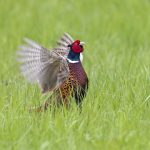 Fasan (Phasianus colchicus) Männchen