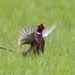 Fasan (Phasianus colchicus) Männchen