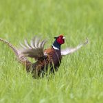 Fasan (Phasianus colchicus) Männchen