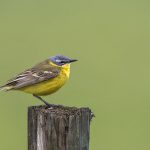 Schafstelze (Motacilla flava) Männchen