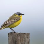 Schafstelze (Motacilla flava) Männchen