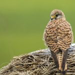 Turmfalke (Falco tinnunculus) Weibchen