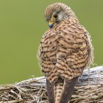 Turmfalke (Falco tinnunculus) Weibchen