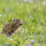 Ziesel (Citellus citellus)