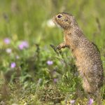 Ziesel (Citellus citellus)