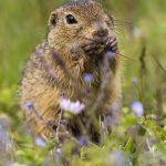 Ziesel (Citellus citellus)