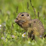 Ziesel (Citellus citellus)