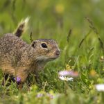 Ziesel (Citellus citellus)