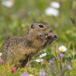 Ziesel (Citellus citellus)