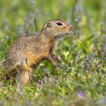 Ziesel (Citellus citellus)