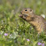 Ziesel (Citellus citellus)