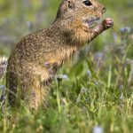 Ziesel (Citellus citellus)