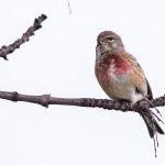 Bluthänfling (Carduelis cannabina)