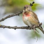 Bluthänfling (Carduelis cannabina)